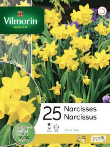 Narcisse Botanique Tete A Tete (x25)